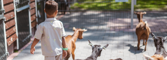 Kind läuft auf einem Bauernhof und folgt mehreren Ziegen im Freien.